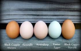 Black Australorp Egg Color Which Breeds Of Chickens Lay Colored Eggs Coloring Eggs Chicken Egg Colors Chicken Breeds