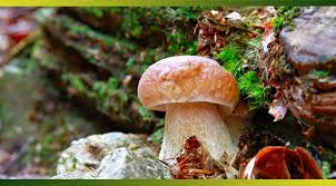 Pettite cueillette de cèpes,juste ce qu'il faut pour se régaler. Une Bonne Cueillette De Cepes Et Autres Champignons Des Bois J En Ai Les Papilles Qui Fretillent Je Cuisine Mon Potager