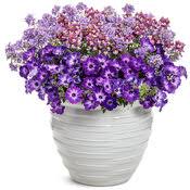 Image result for Nemesia fruticans