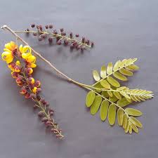Image result for Cassia ferruginea