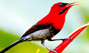 Download suara burung trucukan pikat offline app directly without a google. 30 Gambar 2 Burung Terbaru Burung Jalak