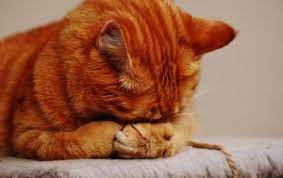 Things You Should And Shouldn T Do For Your Neutered Cat