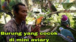 Maybe you would like to learn more about one of these? Burung Pemakan Buah Yang Cocok Di Kandang Mini Aviary Fruit Eating Birds Fit In A Mini Aviary Cage Youtube
