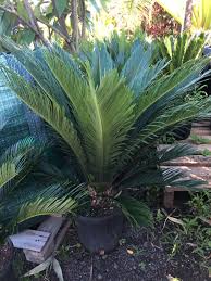 This instructional article was prompted by actual events. Sago Palm Cycad Bamboo South Coast