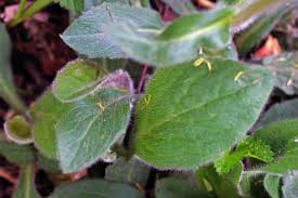 Image result for Erlangea remifolia