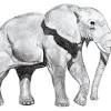 Menggambar kepala gajah hadap depan. 1