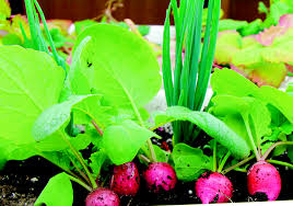 If you are growing your seedlings under lights (either a grow light or a fluorescent light ), the best way to prevent leggy seedlings is to make sure that the lights are close enough to the seedlings. Growing A Salad Indoors Is A Feasible Option This Winter The Western Producer