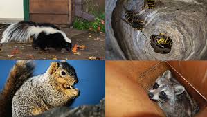 There are four types of defenders that can be placed around the path. Wildlife Removal And Pest Control Services Lake County Il Animal Control Specialists