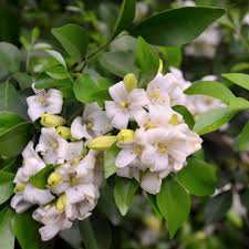 Image result for Murraya paniculata