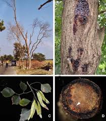 Image result for Dalbergia sissoo