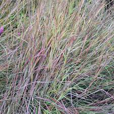 Image result for Schizachyrium jeffreysii