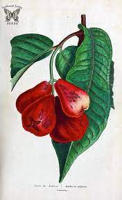 This dish got its name because it looks like little jamuns soaked in a rose. Rose Apple Gulab Jamun Syzygium Jambos Related To Guava Looks Similar To Some Guavas Ripe Fruit Has Strong Floral Scent Flavor Is Highly Variable Among C Fruit Painting Botanical Art Botanical