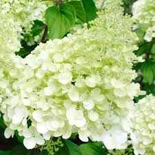This review is the subjective opinion of a tripadvisor member and not of tripadvisor llc. Buy Hydrangea Polar Bear Evergreen Shrub Free Uk Delivery