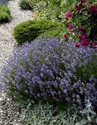 Pour avoir de beaux plants de lavande, il faut la tailler ! Lavande Planter Et Bouturer Ooreka