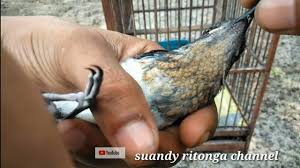 Untuk harga burung decu juga bervariasi. Burung Decu Jantan Dan Betina Kacer Mini By Astina Kepakisan