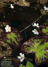 Image result for Nymphoides milnei