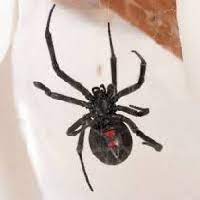 He's so in tune with his senses that he needs a sensory deprivation chamber just. Black Widow The Personality Database Pdb Animals