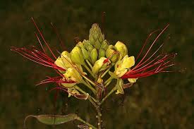 Image result for Erythrostemon