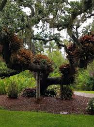 Oak Heavy With Bromeliads At Marie Selby Gardens Tropical Garden Bromeliads Plants