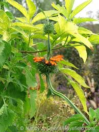 Image result for Vernonia nepetifolia