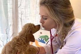 Austin eye care for animals. North Austin Animal Hospital Austin Veterinary Hospital