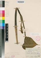 Image result for Monochoria africana