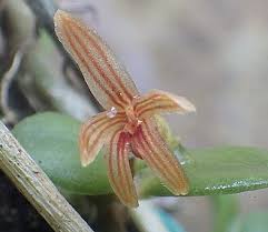 Image result for Stolzia