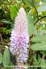 Image result for Uraria