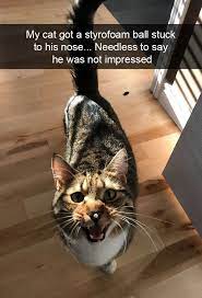 Cats Funny Snapchats Funny Animals Cats Cute Funny Animals