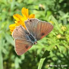 Image result for Strychnos mellodora