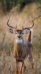 Hunting Is A Good Job Whitetail Deer Hunting Deer Photography Whitetail Deer