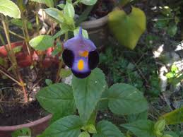 Torenia Flower From Ipoh Perak Malaysia Also Called Clown Face Cute Looking Flower Beautiful Flowers Flowers Flora