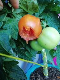 Do hummingbirds feed on tomatoes? Nooooooooo Something Out There Is Eating My Tomatoes I Live Next To A Big Pond So Have Many Many Birds Around My Flat Any Suggestions On How To Guard My Tomatoes