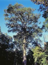 Image result for Olea capensis