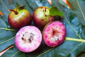 This brazilian tree is small and compact. Star Apple Louie S Nursery Garden Center Riverside Ca