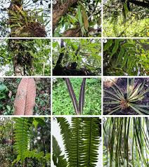 Image result for Asplenium mannii
