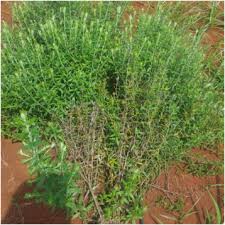 Image result for Athrixia phylicoides