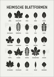 Iris Luckhaus Heimische Blattformen Form Poster Illustration Design Heimische Baume