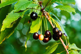 Best answer after doing a quick search on the web i learned that there are many different types of weeping cherry trees. Black Cherry Leaf Other Facts About The Tree
