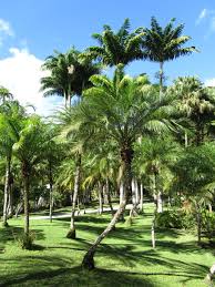 Jardin De Balata Martinique Martinique Antilles Caribbean Culture Beautiful Landscapes Vacation Trips