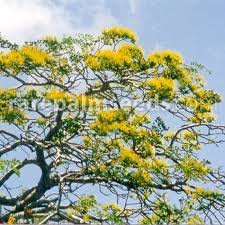 Image result for Delonix