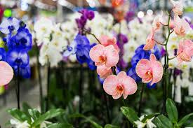 It yields beautiful flowers that typically. How Long Do Orchids Live And Tips To Extend Their Lives The Practical Planter
