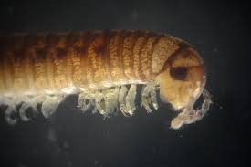 Image result for Cylindropsis