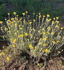 Image result for Helichrysum kirkii