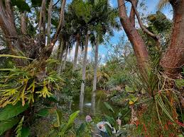 Image result for Montrichardia linifera