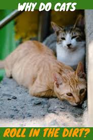 Cats do pant when overheated, it is just cats have more sense to not get overheated. Why Are My Newborn Kittens Panting