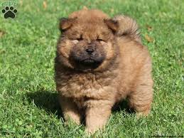 These darling chow chow puppies are excited to meet you and find their forever homes! Gc8dmh3 The Puppy Series Chow Chow Traditional Cache In New York United States Created By Panda Girl14