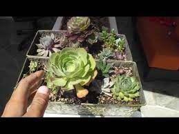 In an effort to learn how to properly take care of my plants, i visited amy lastimosa, a cacti enthusiast and a member of the cactus and succulent society of the philippines ( she also happens to be my tita so yay! How To Grow Baby Cactus And Succulents From Leaves Works Every Time Youtube
