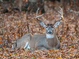 Browse 4,021 whitetail deer stock photos and images available, or search for whitetail deer buck or whitetail deer silhouette to find more great stock photos and pictures. New Whitetail Research That Will Help You Tag Your Buck