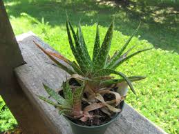 Image result for Kleinia sp.no.1